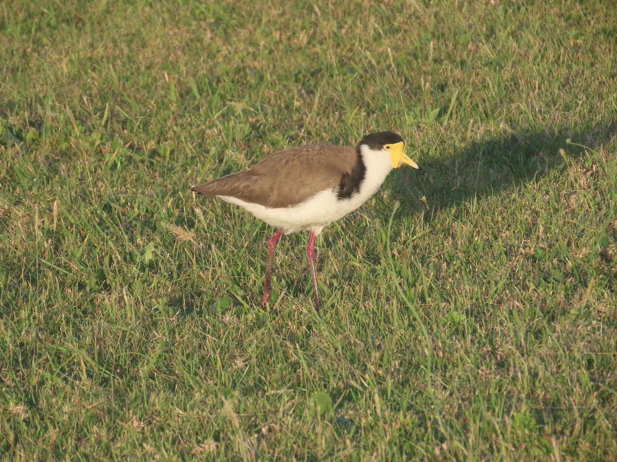 Masked Lapwing - ML625597411