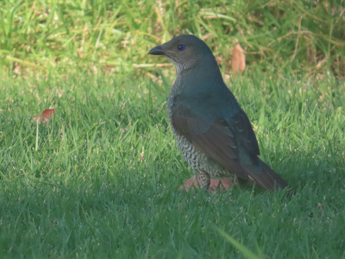 Satin Bowerbird - ML625597412