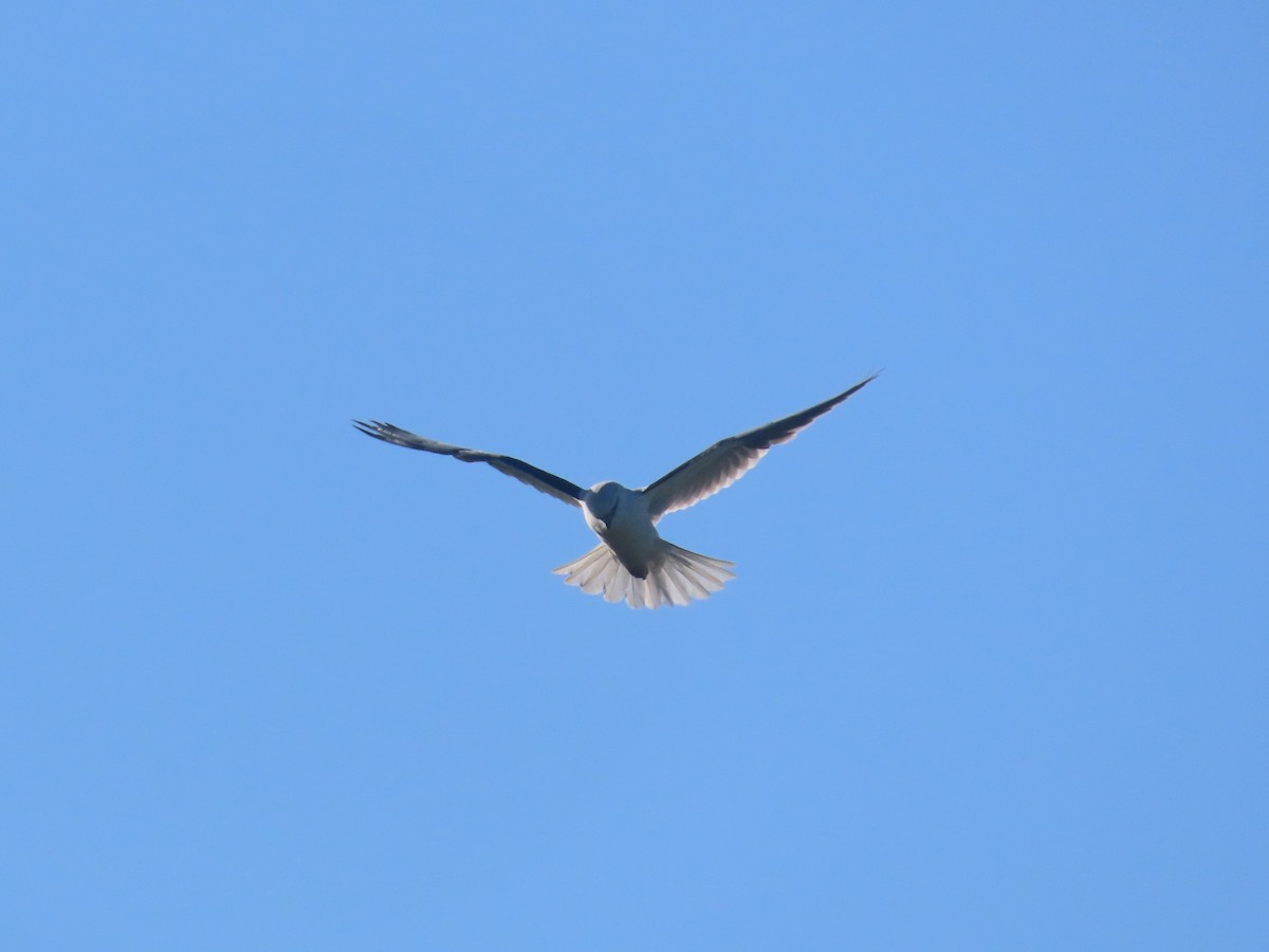 Black-shouldered Kite - ML625597420