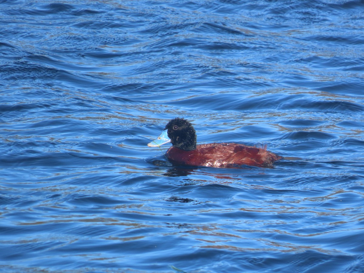 Blue-billed Duck - ML625597426