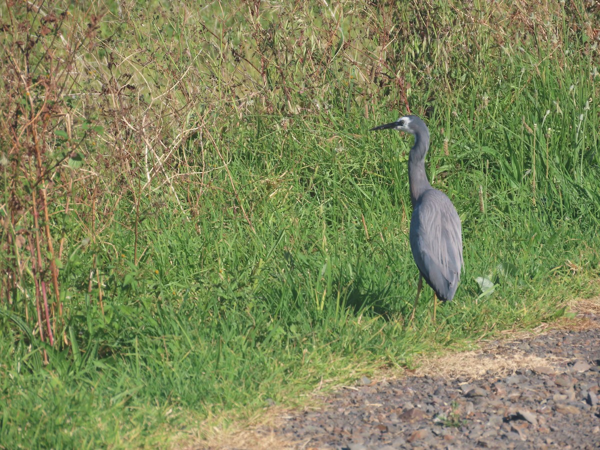 White-faced Heron - ML625597433