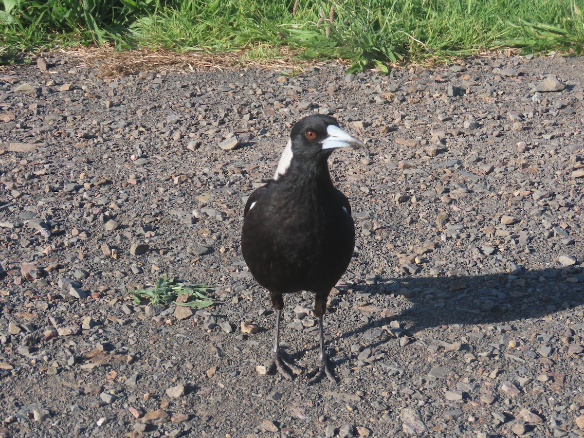 Australian Magpie - ML625597442