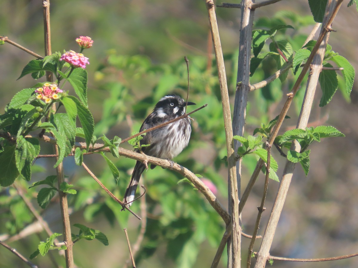 New Holland Honeyeater - ML625597448