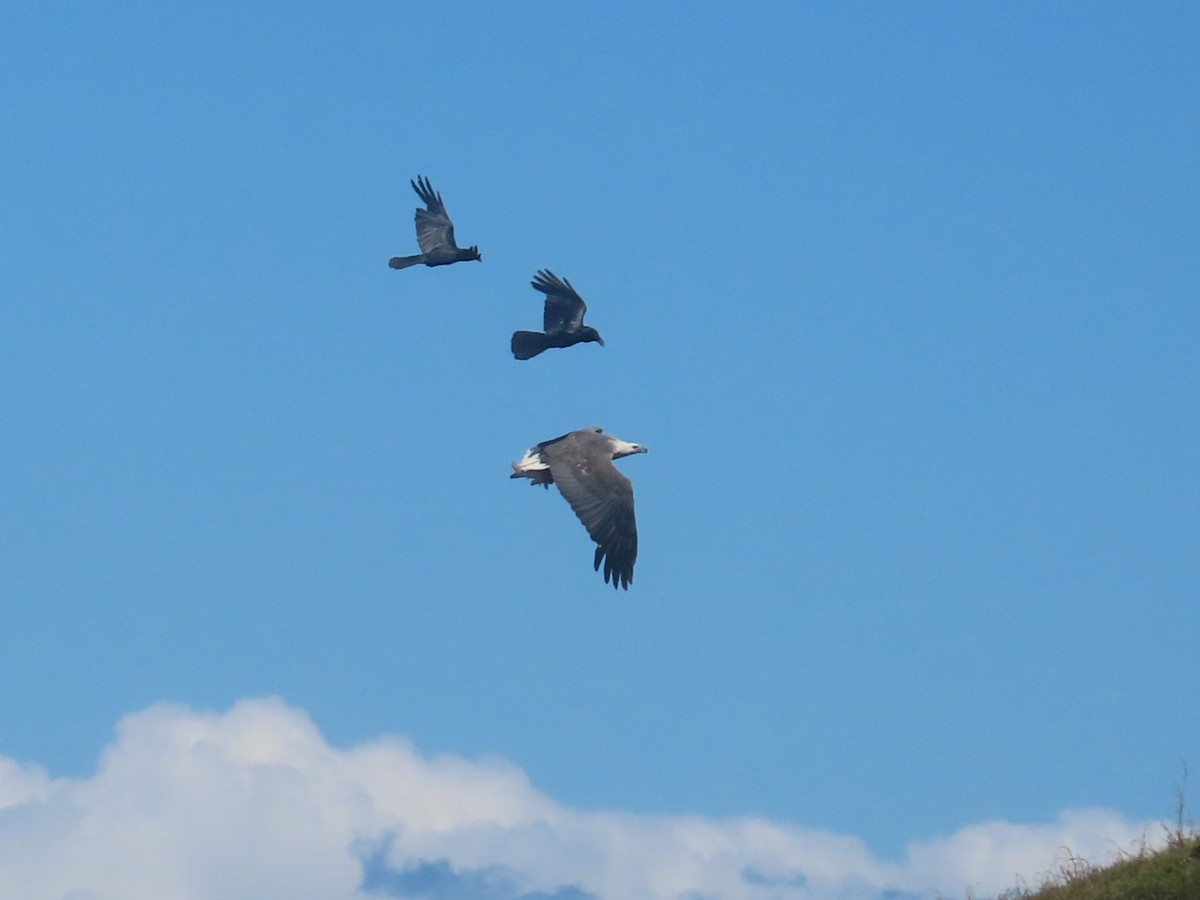 White-bellied Sea-Eagle - ML625597462