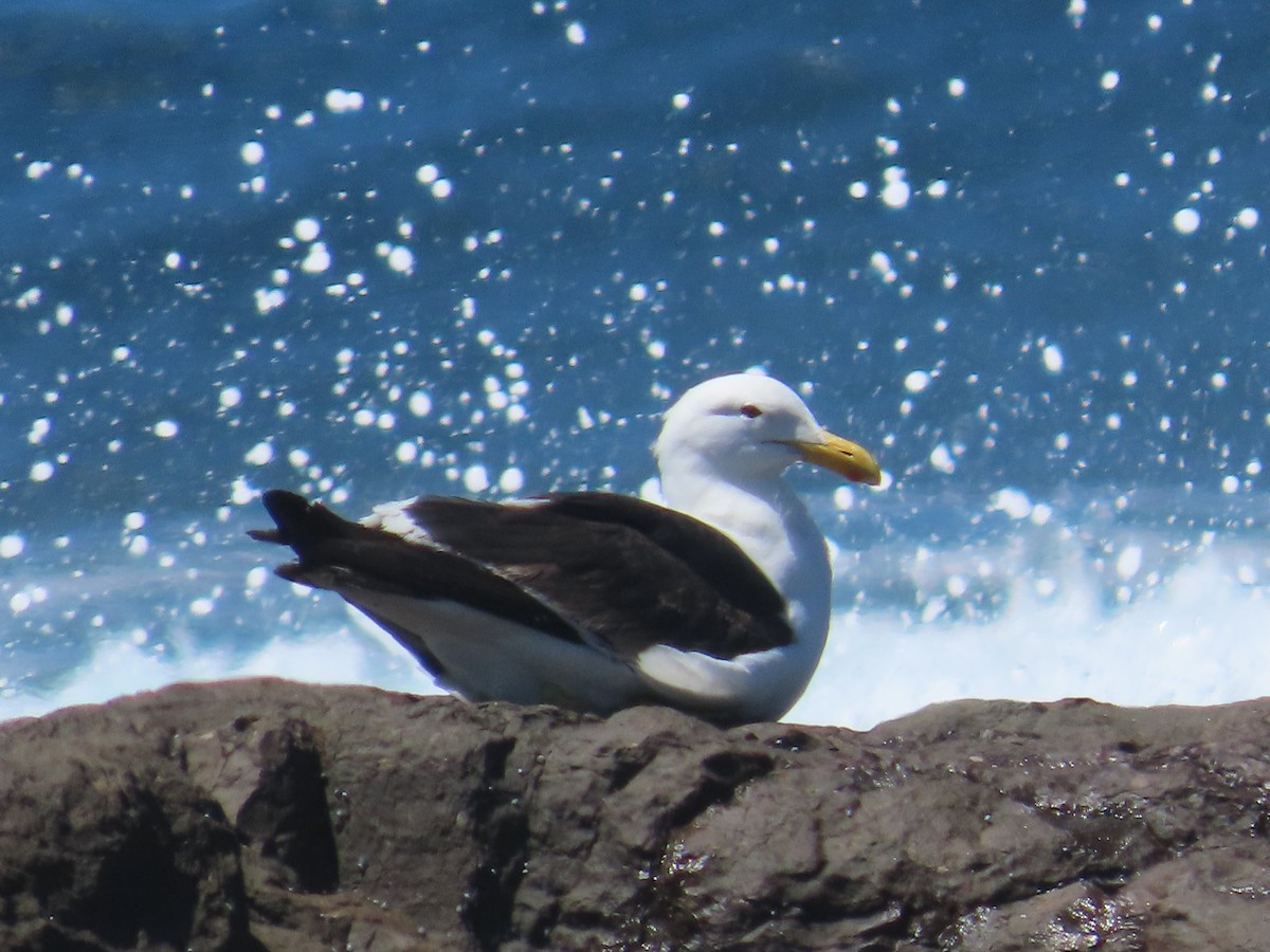 Kelp Gull - ML625597489