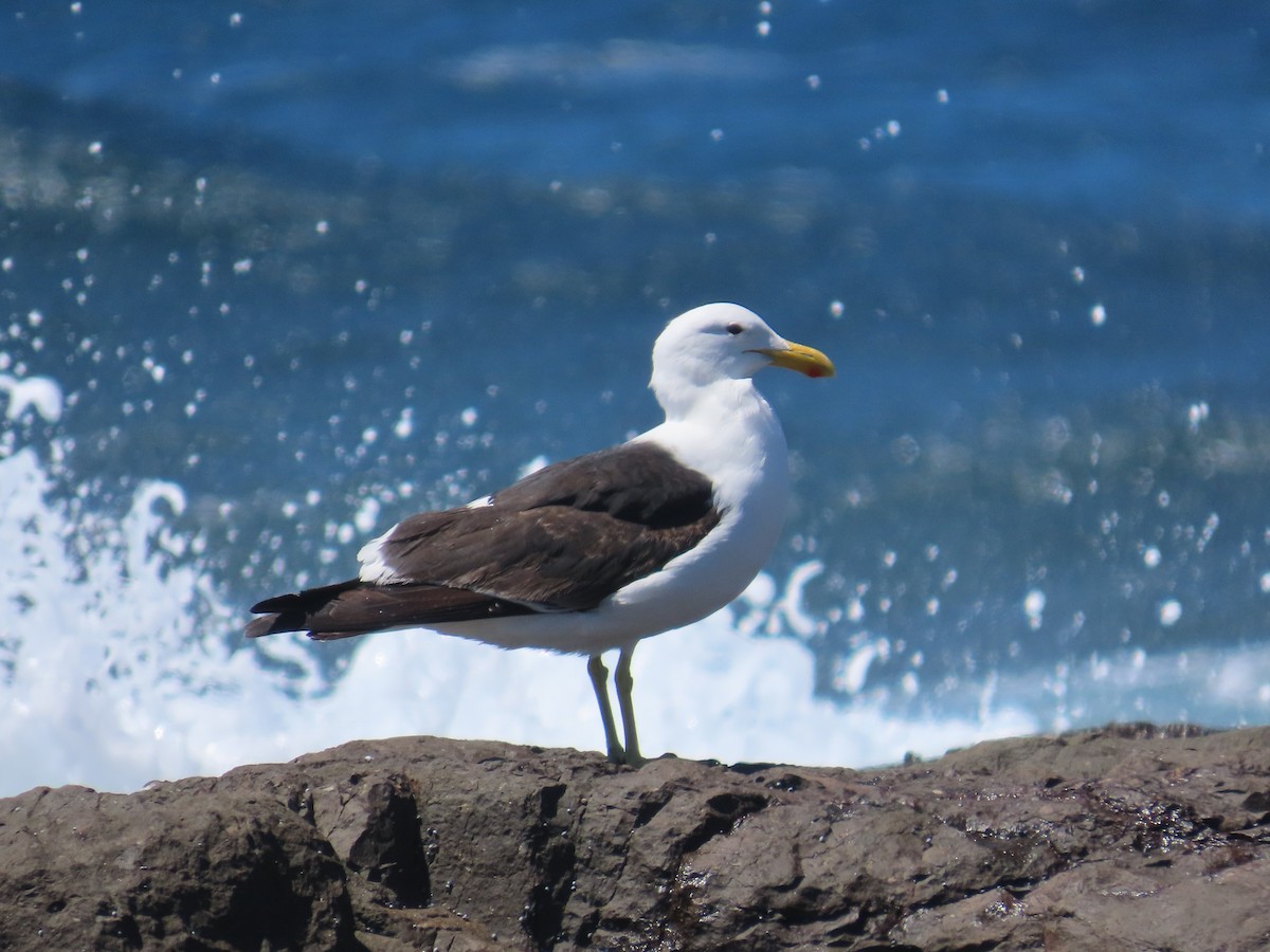 Kelp Gull - ML625597491