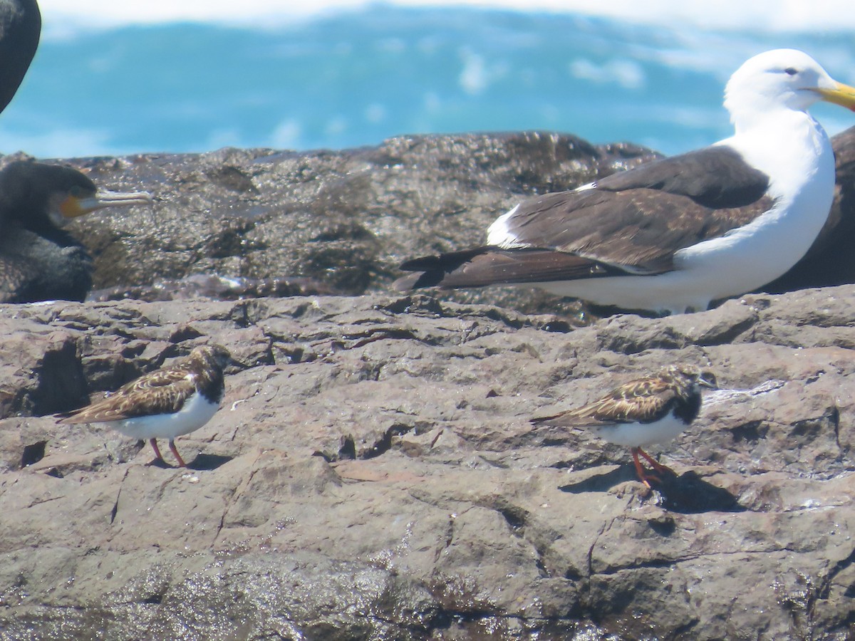 Ruddy Turnstone - ML625597492