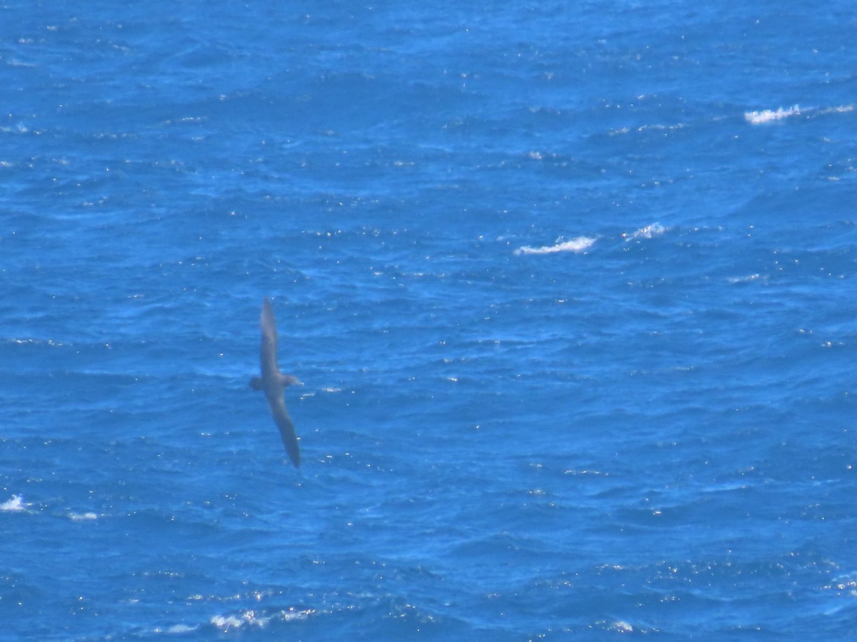 Short-tailed Shearwater - Stuart Ling