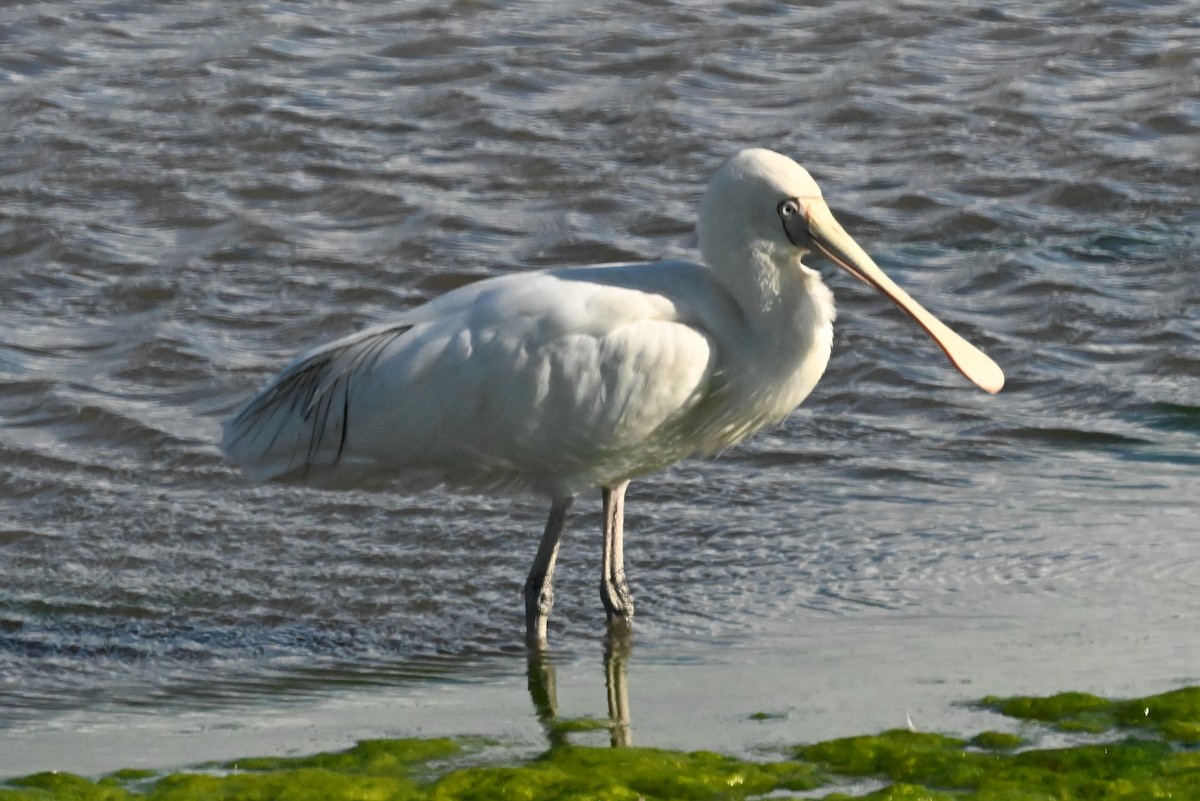 Yellow-billed Spoonbill - ML625597542