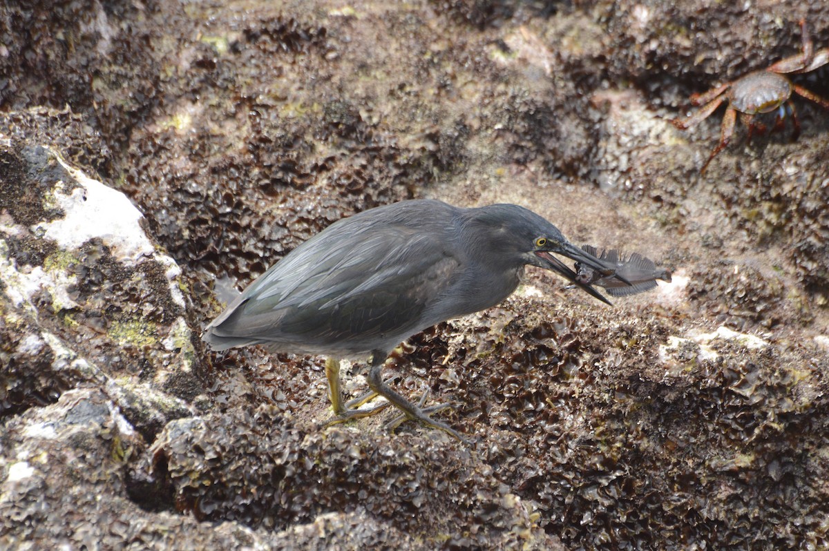 Striated Heron (Galapagos) - Daniel Martínez