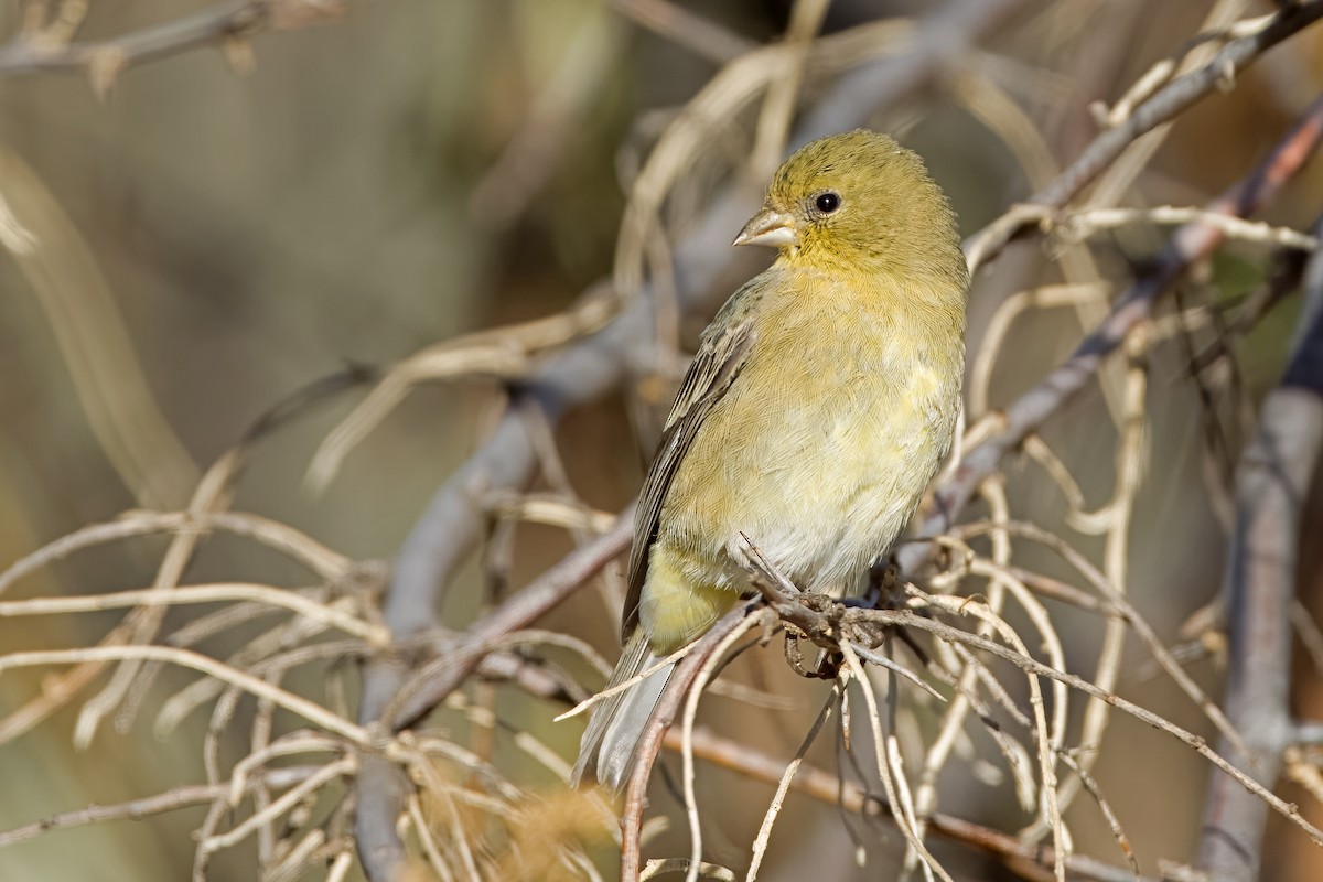 Lesser Goldfinch - ML625597749