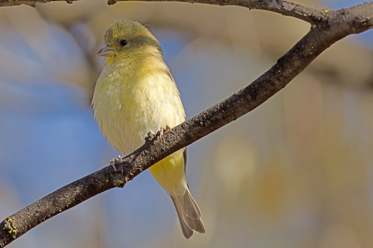 Lesser Goldfinch - ML625597752