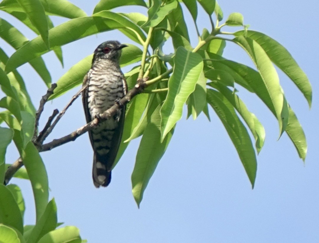 Little Bronze-Cuckoo (Banda) - ML625597940