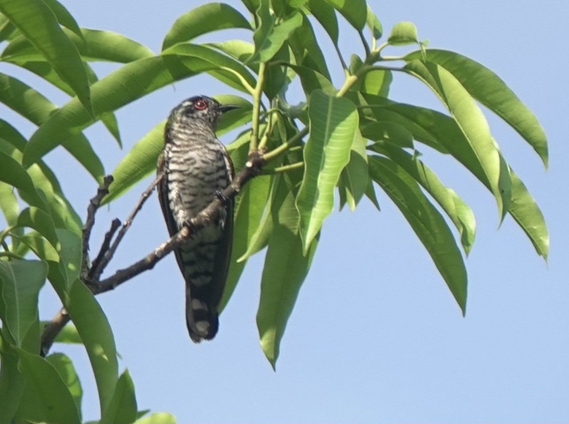 Little Bronze-Cuckoo (Banda) - ML625597941