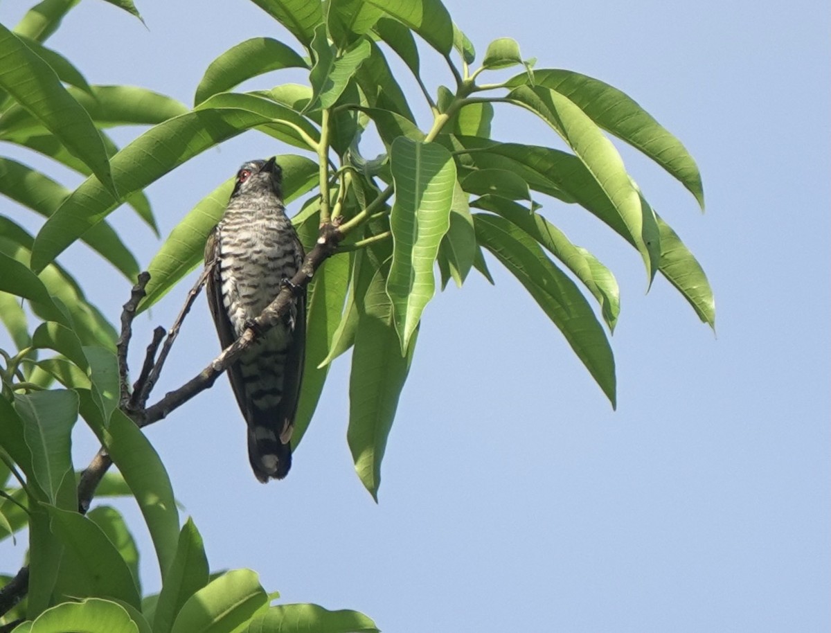 Little Bronze-Cuckoo (Banda) - ML625597942
