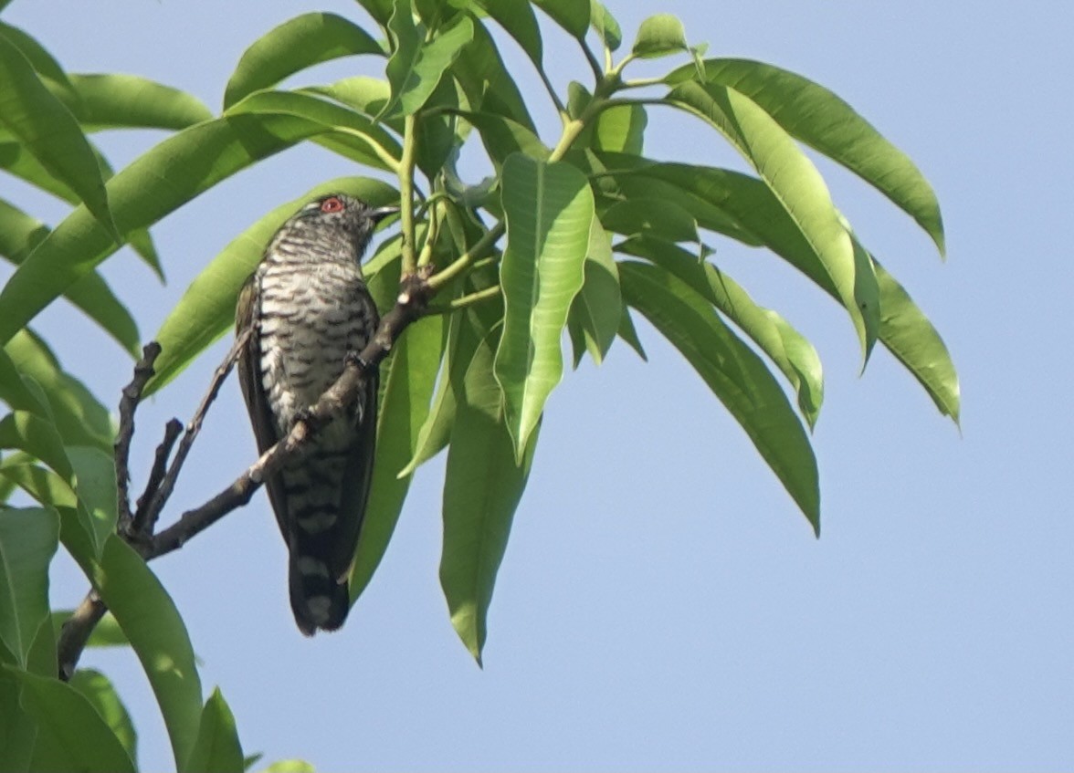 Little Bronze-Cuckoo (Banda) - ML625597943