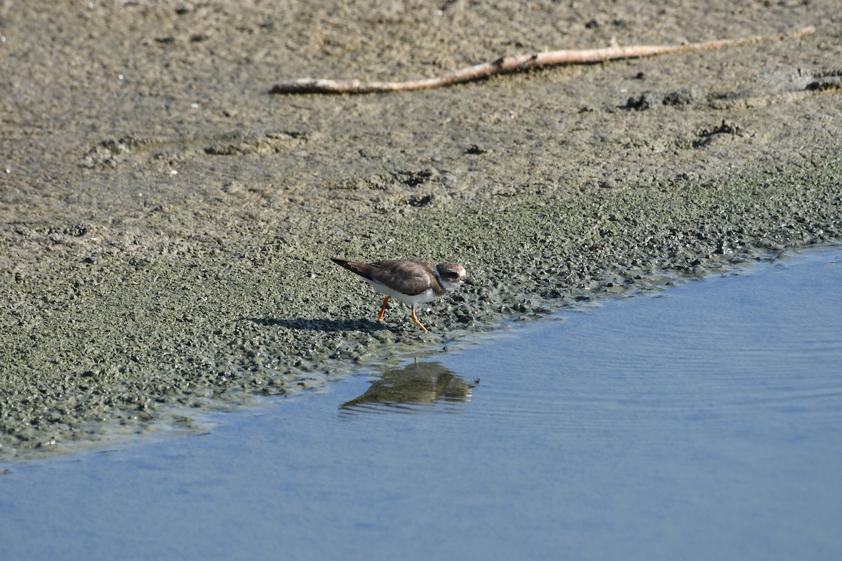 Common Ringed Plover - ML625598046