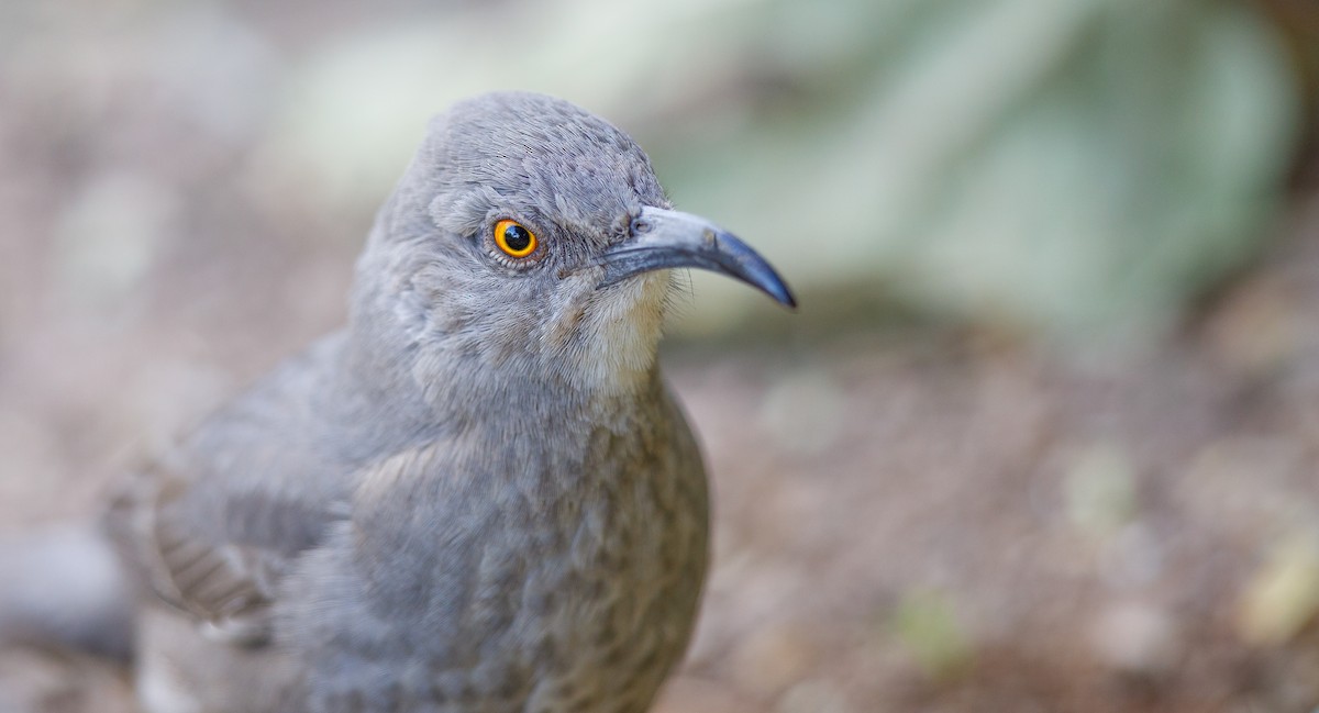 Curve-billed Thrasher (palmeri Group) - Michael Sadat