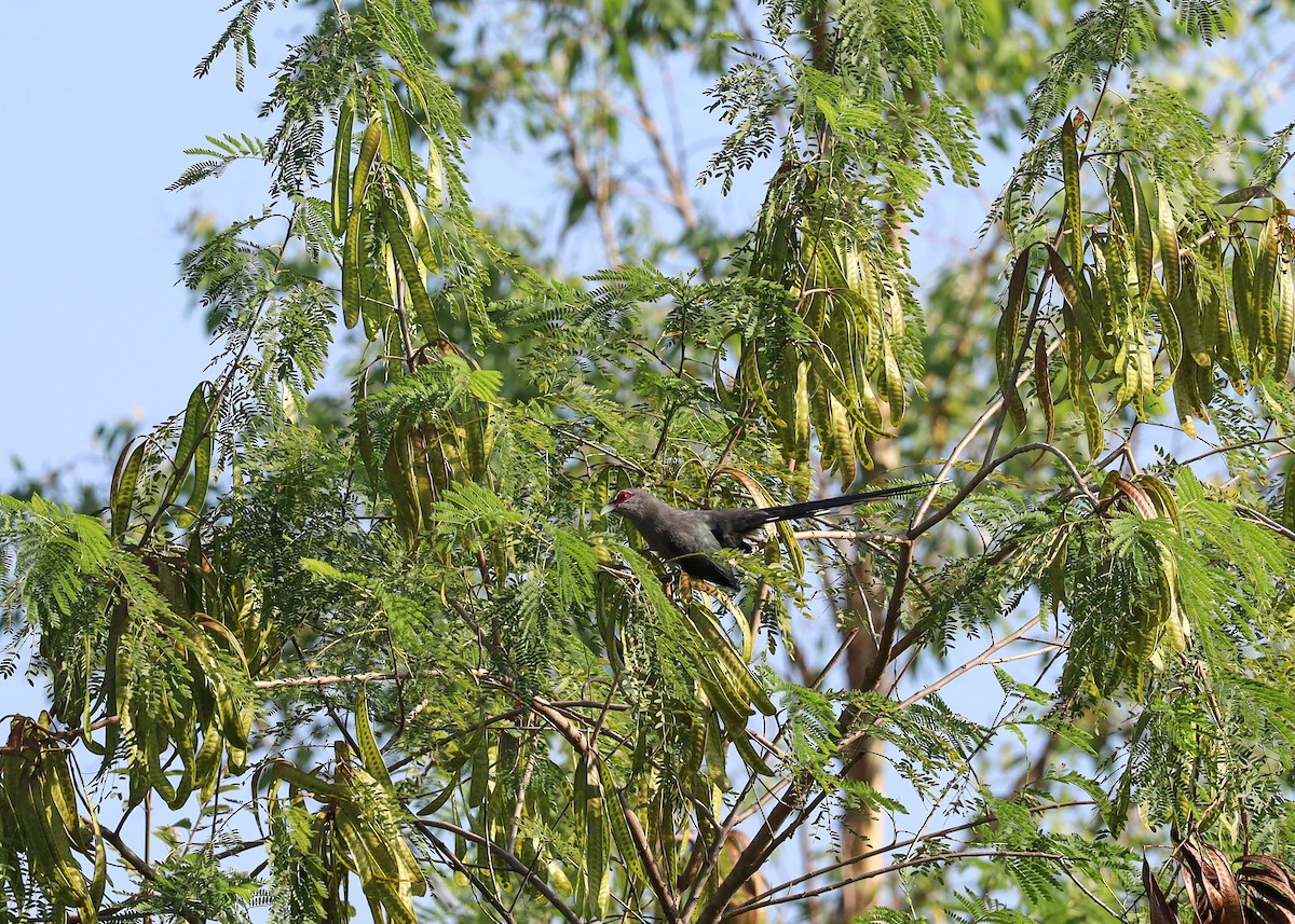 Green-billed Malkoha - ML625598127