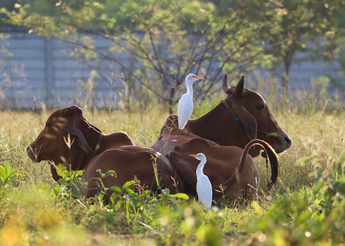 Eastern Cattle-Egret - ML625598130