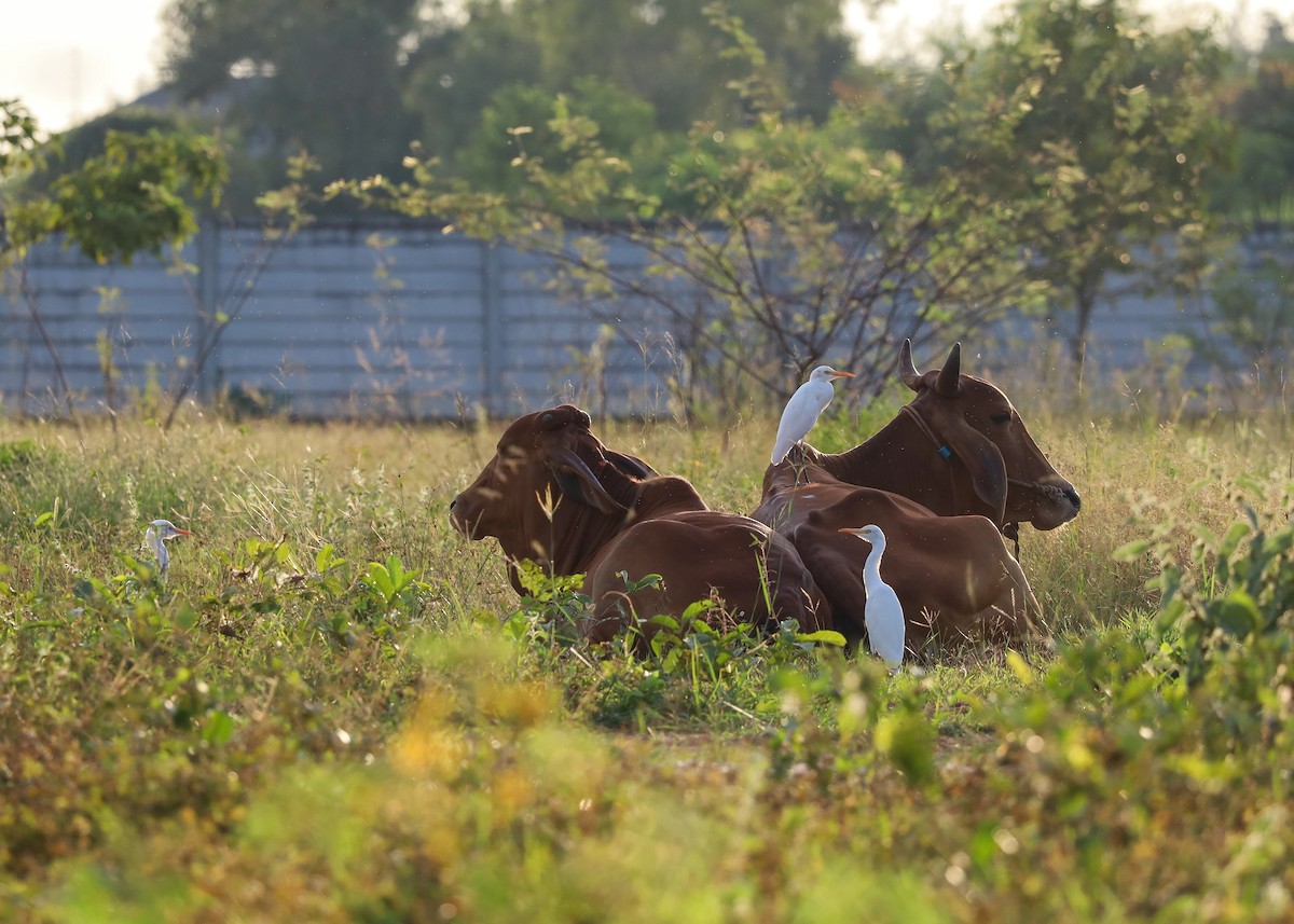 Eastern Cattle-Egret - ML625598131