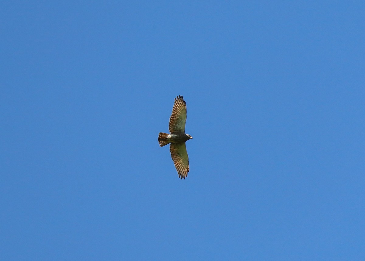 Rufous-winged Buzzard - ML625598137