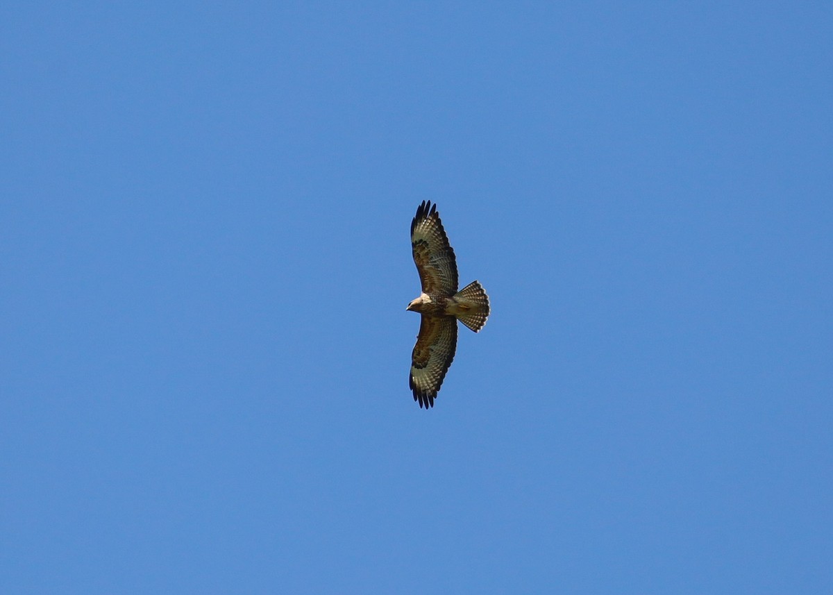 Common Buzzard (Steppe) - ML625598139