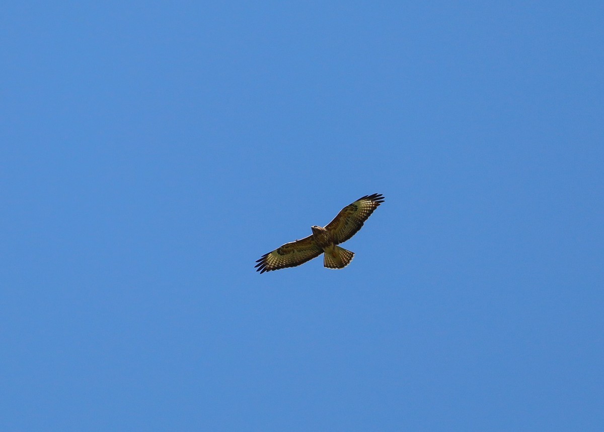 Common Buzzard (Steppe) - ML625598140