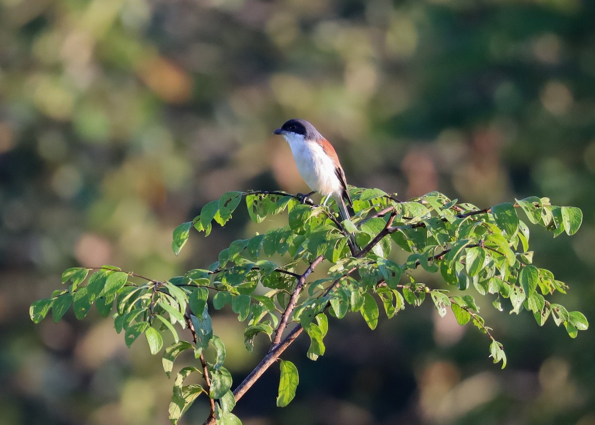 Burmese Shrike - ML625598142