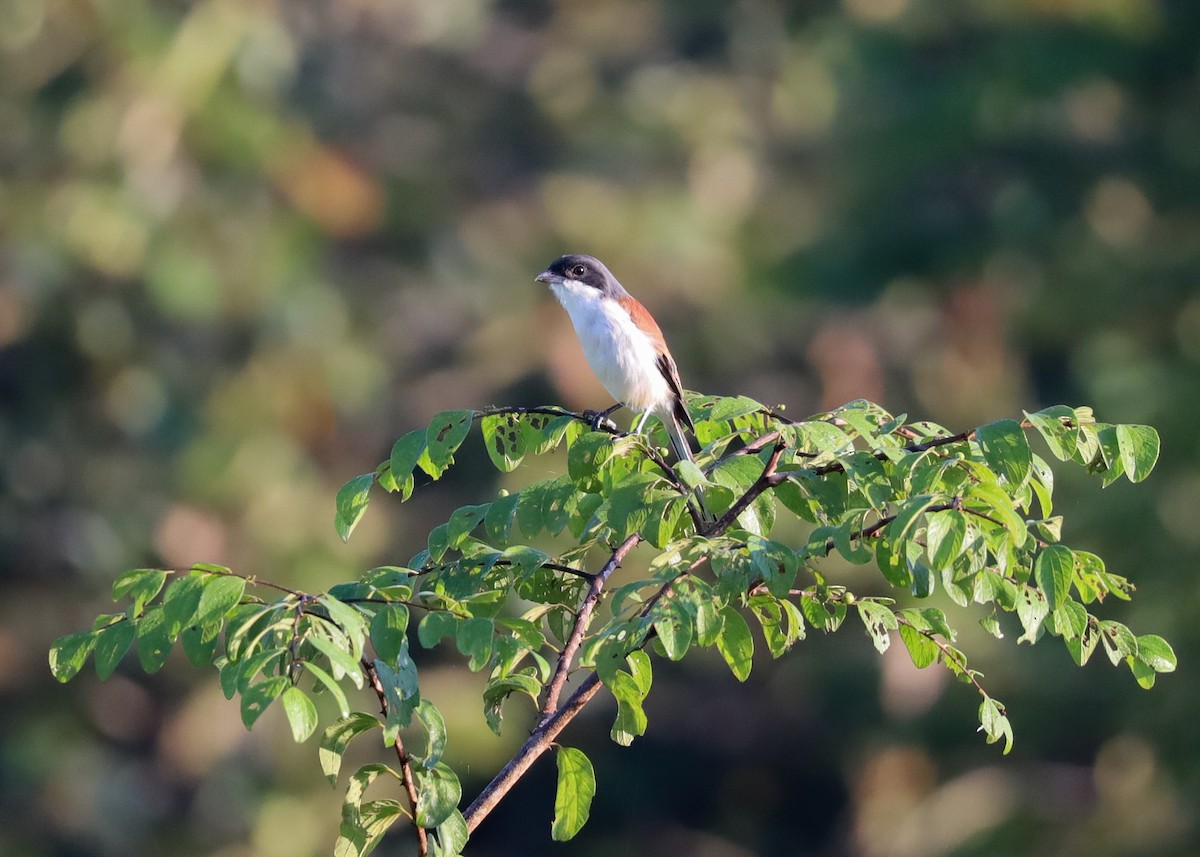 Burmese Shrike - ML625598143