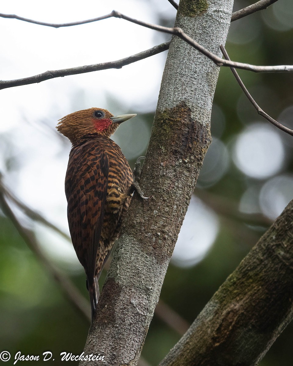 Waved Woodpecker (Waved) - ML625598214