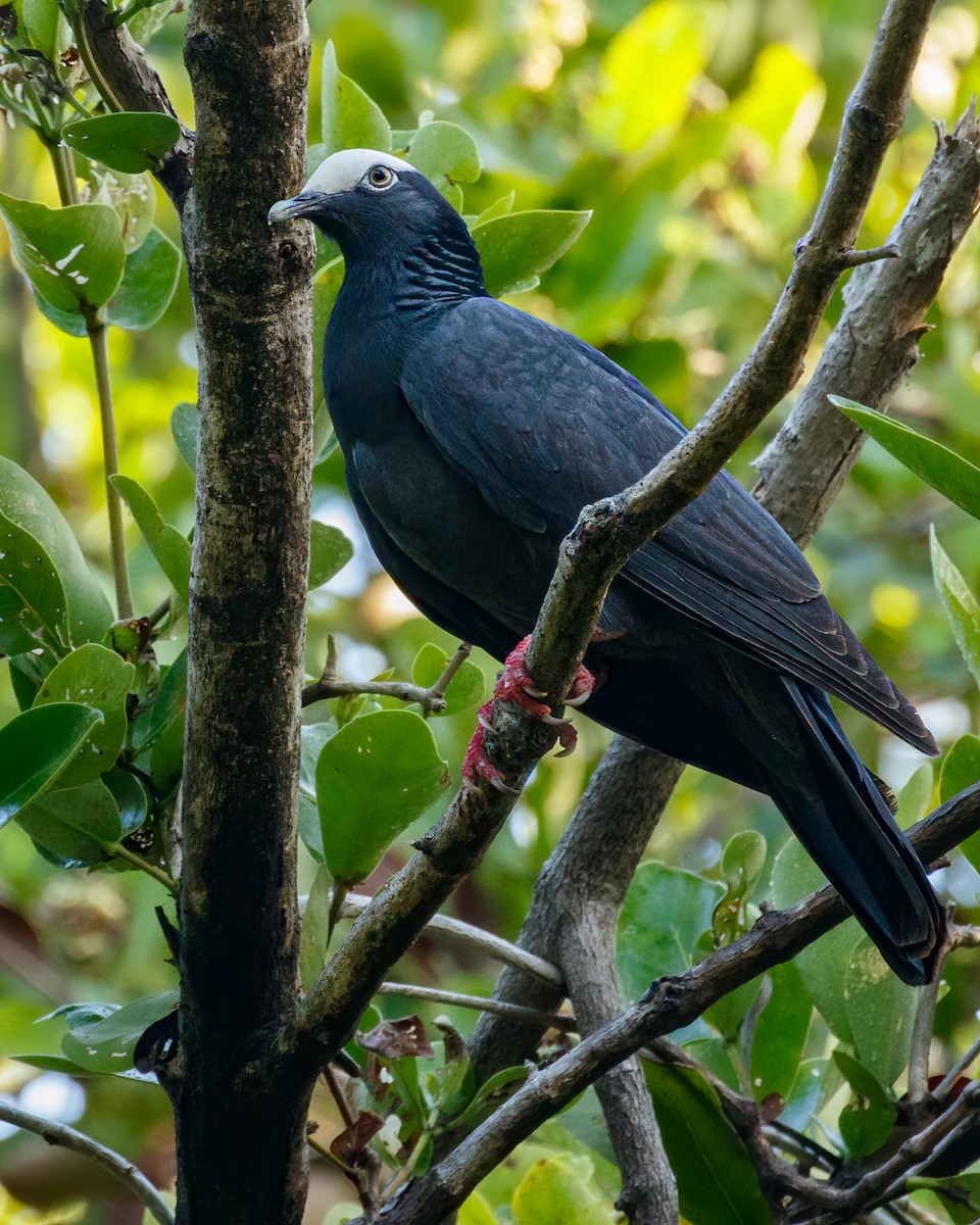 White-crowned Pigeon - ML625598231