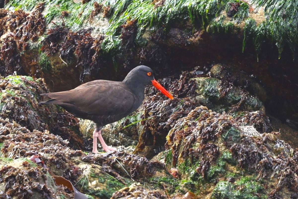 Black Oystercatcher - ML625598236