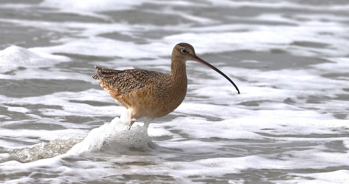 Long-billed Curlew - ML625598241