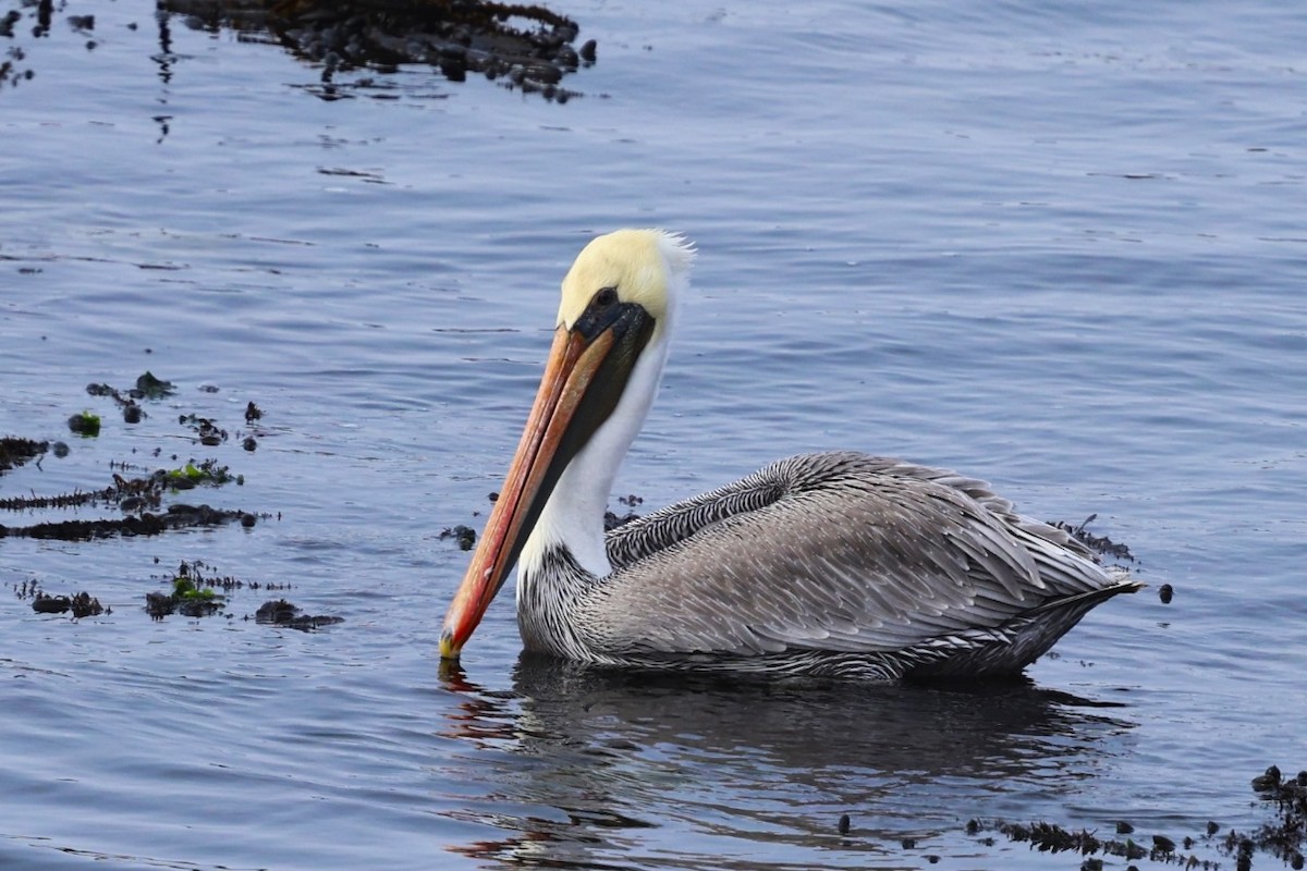 Brown Pelican - ML625598270