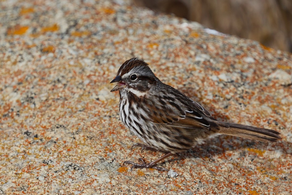 Song Sparrow - ML625598308