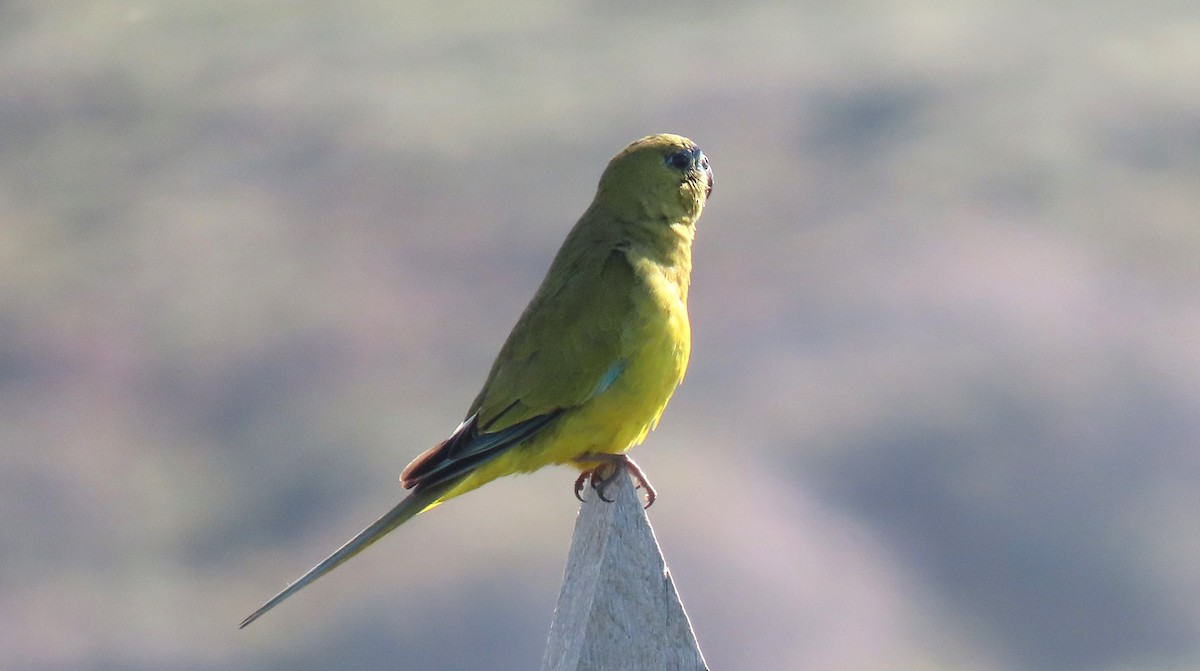 Rock Parrot - ML625598409