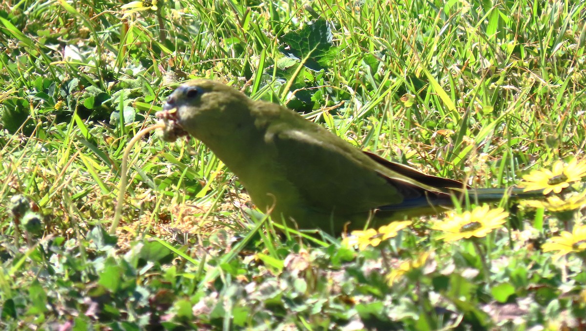 Rock Parrot - ML625598412