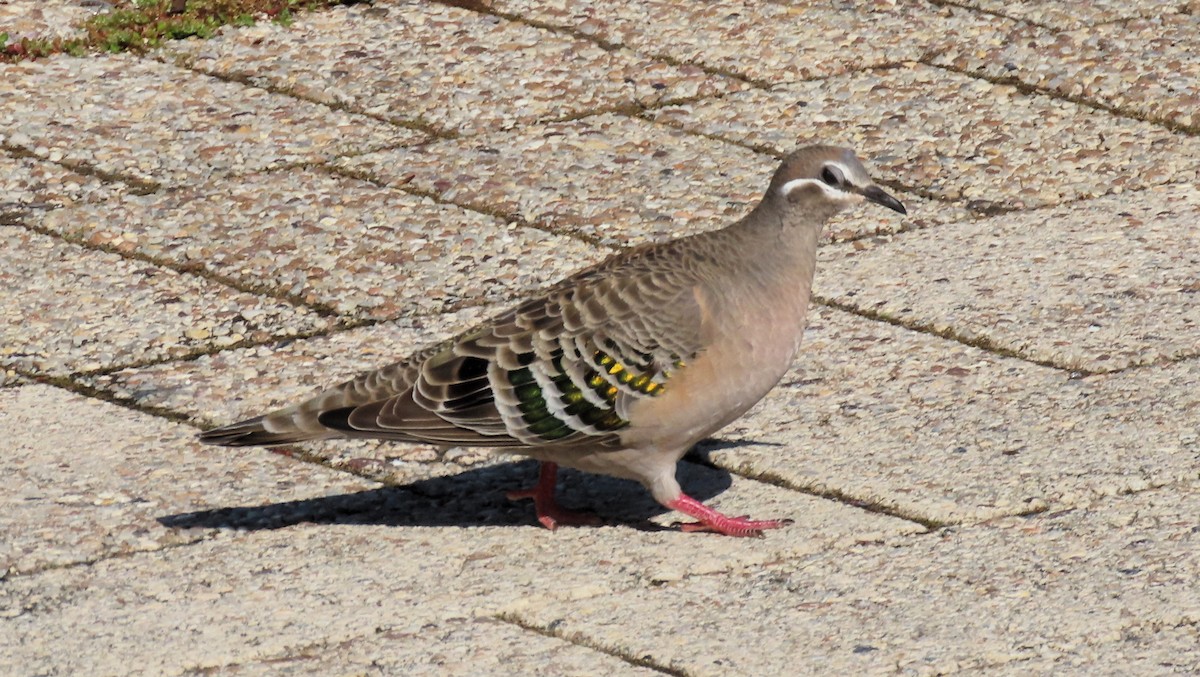 Common Bronzewing - ML625598439