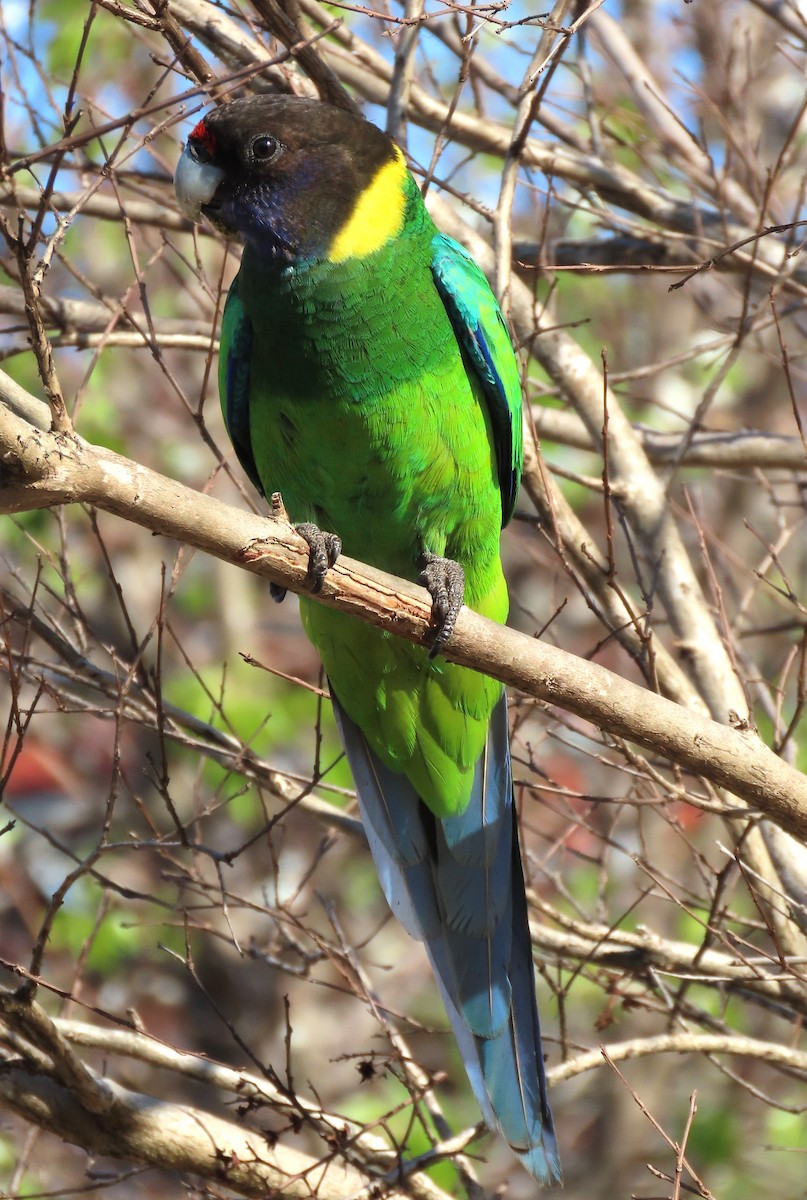 Australian Ringneck - ML625598448