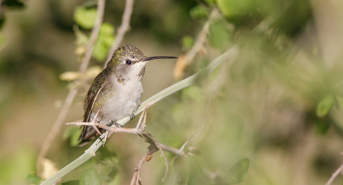 Costa's Hummingbird - Michael Sadat