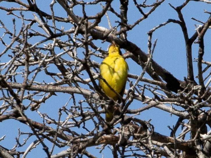 Kentucky Warbler - ML625598514