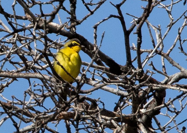Kentucky Warbler - ML625598515