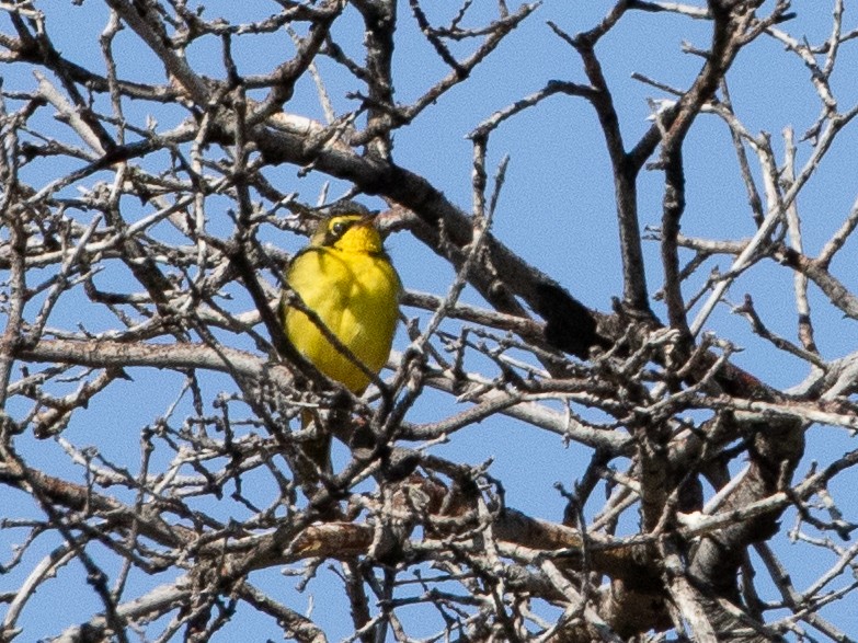 Kentucky Warbler - ML625598516