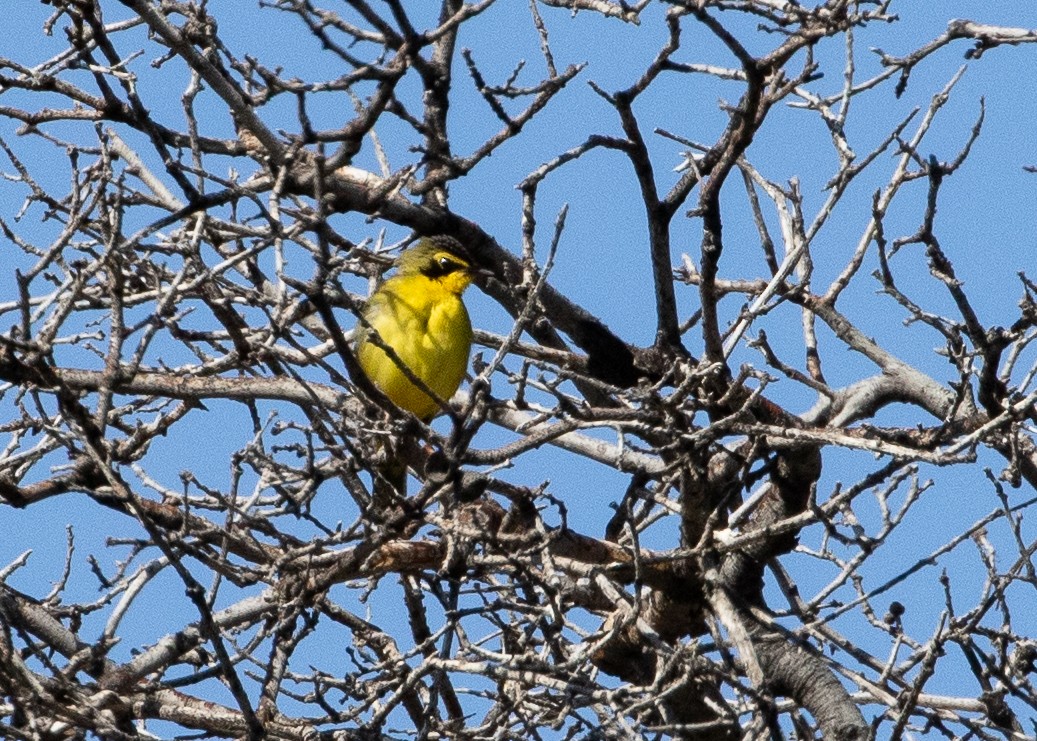 Kentucky Warbler - ML625598517