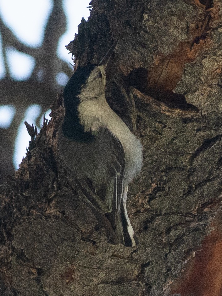 White-breasted Nuthatch (Interior West) - ML625598551