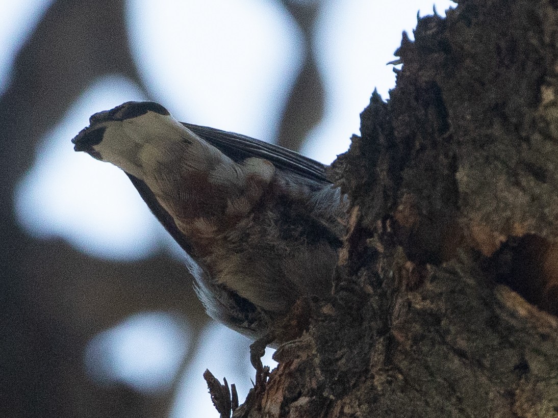 White-breasted Nuthatch (Interior West) - ML625598552