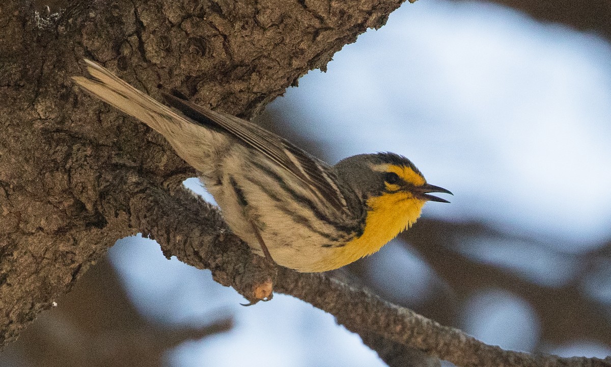 Grace's Warbler - ML625598568