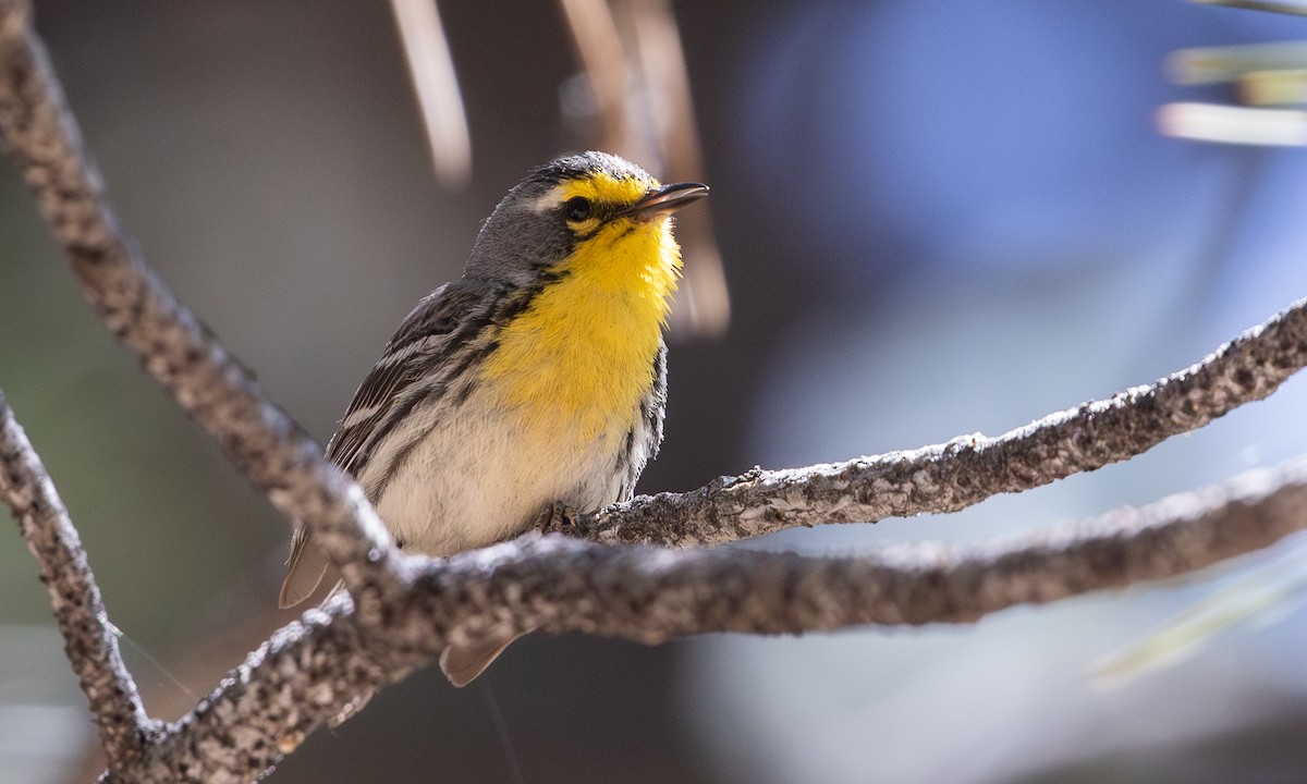 Grace's Warbler - ML625598569