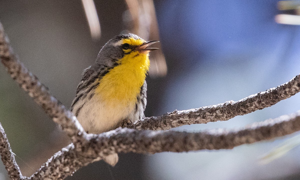 Grace's Warbler - ML625598570